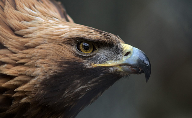 Golden Eagle Found Dead In Scotland, Police Launch Investigation