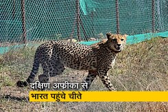 दक्षिण अफ्रीका से भारत लाए गए 12 चीते, मध्य प्रदेश के कूनो नेशनल पार्क में छोड़े गए  दक्षिण अफ्रीका से भारत लाए गए 12 चीते, मध्य प्रदेश के कूनो नेशनल पार्क में छोड़े गए