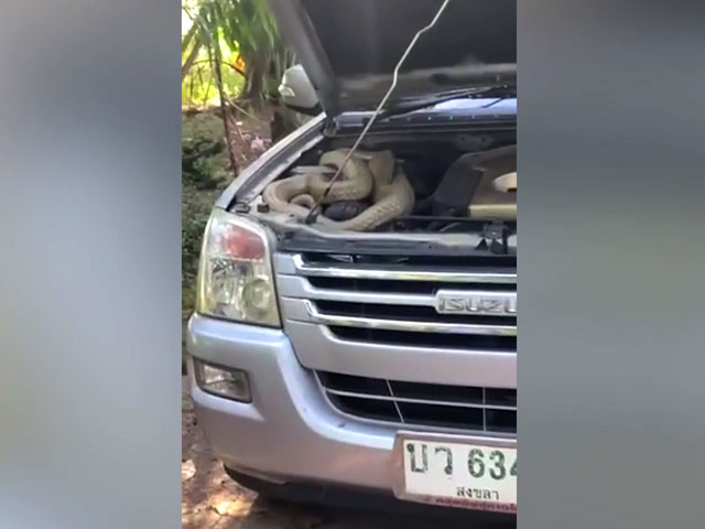 Watch: Massive Cobra Found Curled Up In Car's Engine In Thailand