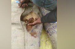 मध्यप्रदेश में सरकार द्वारा खरीदे गेहूं में बालू और धूल की मिलावट मध्यप्रदेश में सरकार द्वारा खरीदे गेहूं में बालू और धूल की मिलावट