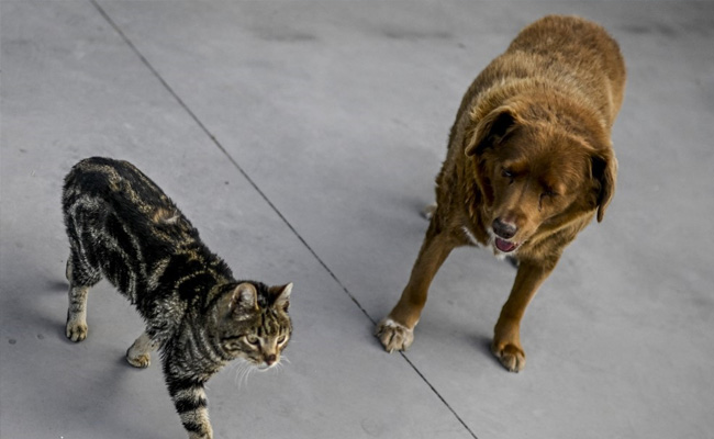 World's Oldest Dog Bobi, 30, Is Also One Of The Luckiest
