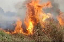 Kaziranga Carries Out Controlled Burning Of Dried Vegetation Kaziranga Carries Out Controlled Burning Of Dried Vegetation