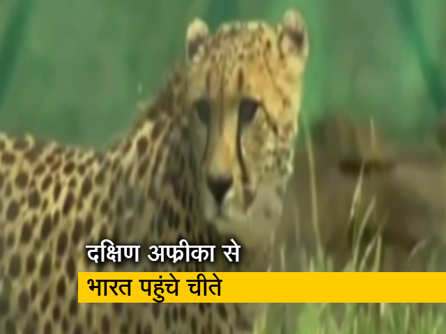 दक्षिण अफ्रीका से भारत पहुंचे 7 नर और 5 मादा चीते