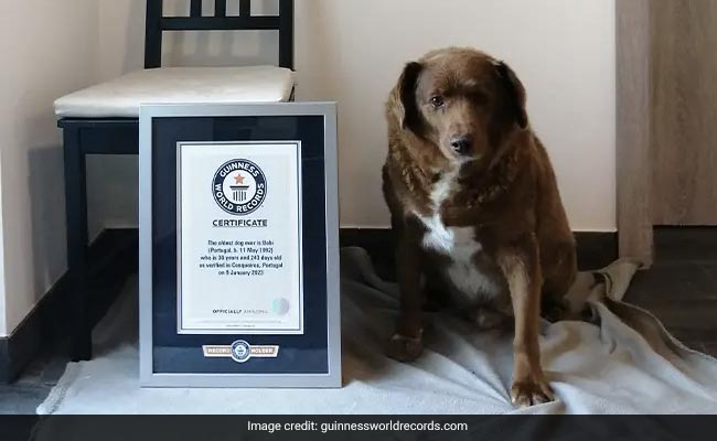 30-Year-Old Bobi Breaks Guinness World Record For Oldest Dog Ever