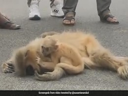 Video: Baby Langur Weeps After Mother's Tragic Death, Internet Emotional Video: Baby Langur Weeps After Mother's Tragic Death, Internet Emotional