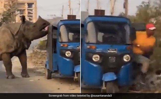 Auto Driver's Reaction On Seeing Rhino Approaching Leaves Internet In Splits