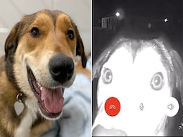 Lost US Dog Finds Its Way To Former Shelter, Rings Doorbell To Get In Lost US Dog Finds Its Way To Former Shelter, Rings Doorbell To Get In