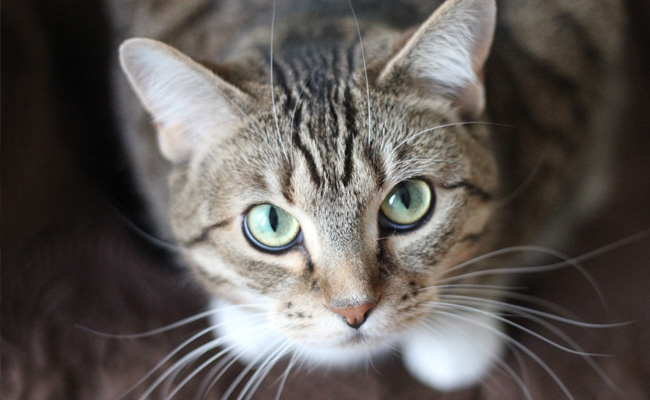 Cat Found Abandoned In A Sealed Bag In England Park