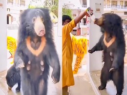 Video: कभी देखी ही भालू की ऐसी मौज, खुद के नहीं बल्कि दूसरे के हाथों से पी रहे हैं कोल्डड्रिंक और जूस Video: कभी देखी ही भालू की ऐसी मौज, खुद के नहीं बल्कि दूसरे के हाथों से पी रहे हैं कोल्डड्रिंक और जूस
