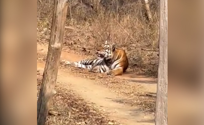 VIDEO : बाघिन को देखते ही डर से पेड़ पर चढ़ा तेंदुआ, नीचे उतरते ही हुआ कुछ ऐसा...