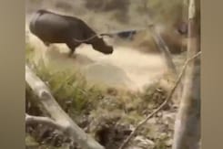 Video: Angry Rhino Charges Through A Crowd In Assam, 2 Injured Video: Angry Rhino Charges Through A Crowd In Assam, 2 Injured