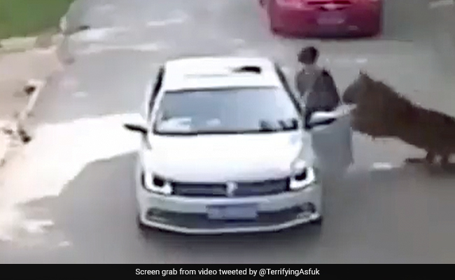 Old Video Shows Tiger Attack On Woman At Drive-Through Animal Park In China