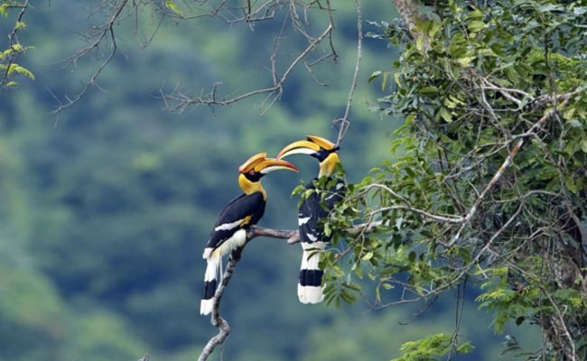 Hornbill पक्षी की अनोखी कहानी, ज़िंदगी भर साथ रहते हैं, नर के न आने पर पूरा परिवार मर जाता है