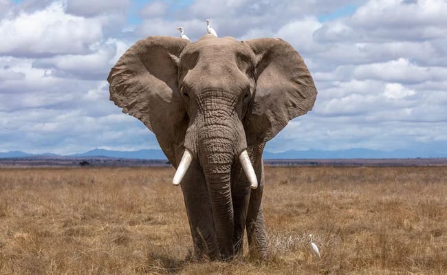 Top 5 Volunteering Destinations To Celebrate Earth's Wildlife In All Its Glory