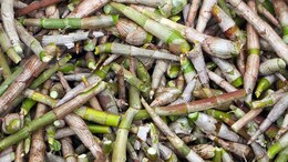 5 Unexpected Benefits Of Bamboo Shoots: Here's Why You Should Consume Them
