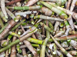 5 Unexpected Benefits Of Bamboo Shoots: Here's Why You Should Consume Them 5 Unexpected Benefits Of Bamboo Shoots: Here's Why You Should Consume Them