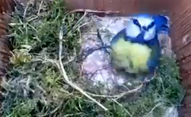 इस वीडियो में कैद है चिड़िया रानी की कहानी, कैसे घोसला बनाती है, अंडे देती है और बच्चों को पालती है