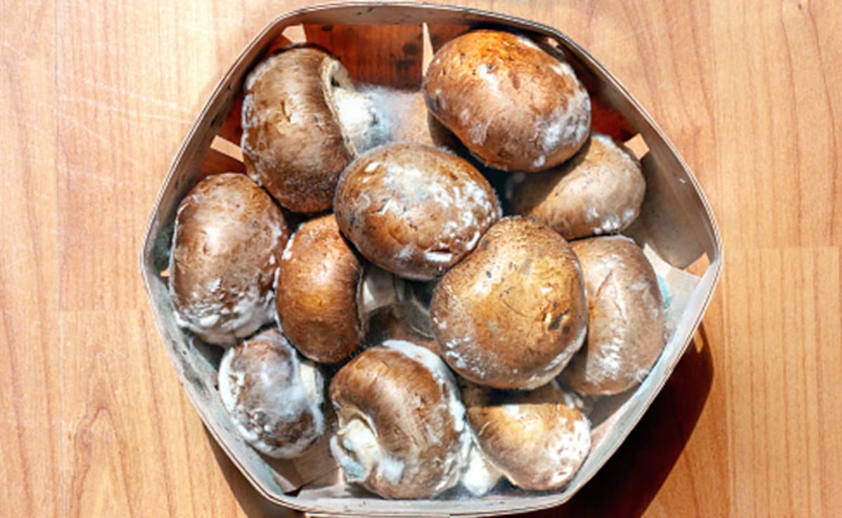 बैग में मशरूम कैसे उगाएं, बस फॉलो करें ये 5 स्टेप्स, न होगा ज्यादा खर्चा, न लगेगी ज्यादा जगह!