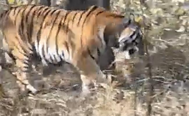 Watch: Tigress And Leopard Come Face-To-Face At Panna Reserve, Here's What Happens Next