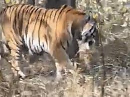 Watch: Tigress And Leopard Come Face-To-Face At Panna Reserve, Here's What Happens Next Watch: Tigress And Leopard Come Face-To-Face At Panna Reserve, Here's What Happens Next