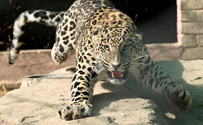 Watch: Pet Leopard On The Loose On Streets Of Pakistan