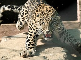 Chhattisgarh: घर में सो रही महिला को उठाकर ले गया तेंदुआ, टुकड़ों में मिली लाश 