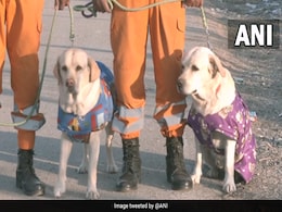 Meet India's Dog Squad That Rescued Girl, 6, From Rubble In Turkey Meet India's Dog Squad That Rescued Girl, 6, From Rubble In Turkey