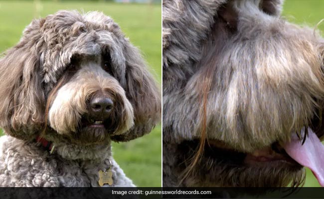 7-Inch Eyelash Of An American Dog Sets A Guinness World Record