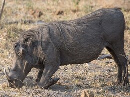 अपनी बेटी को बचाने के लिए जंगली सूअर से भीड़ गई मां, मर कर बच्ची को दी नई ज़िंदगी अपनी बेटी को बचाने के लिए जंगली सूअर से भीड़ गई मां, मर कर बच्ची को दी नई ज़िंदगी