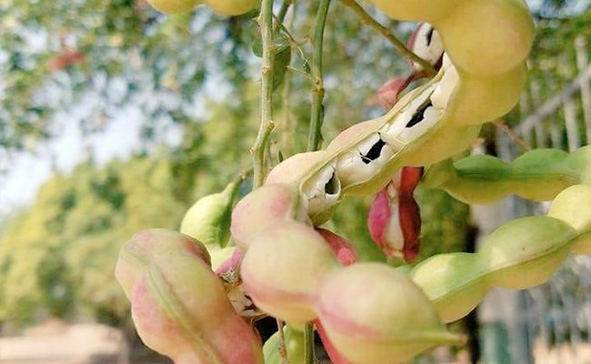 बहुत ही कम ही लोग इस फल के बारे में बता पाएंगे, अगर आपको पता है तो इसका नाम बताइए