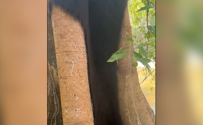 दाढ़ी-मूंछ वाले इस पेड़ ने उड़ाए लोगों के होश! VIDEO में हुआ खुलासा