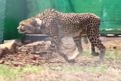 India Awaits 12 Cheetahs From South Africa India Awaits 12 Cheetahs From South Africa