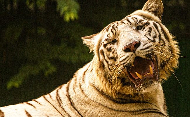 Delhi Zoo's Oldest White Tigress, Aged 17, Dies Due To Liver Malfunction