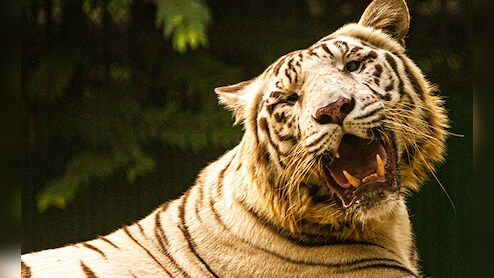 उत्तराखंड में मानव-वन्य जीव संघर्ष के आंकड़े, संरक्षण और जागरूकता की जरूरत