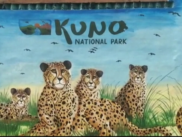 12 Cheetahs From South Africa To Reach Kuno On Saturday 12 Cheetahs From South Africa To Reach Kuno On Saturday