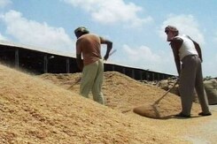 Agriculture Accelerator Fund To Encourage Agri Startups: Finance Minister Agriculture Accelerator Fund To Encourage Agri Startups: Finance Minister