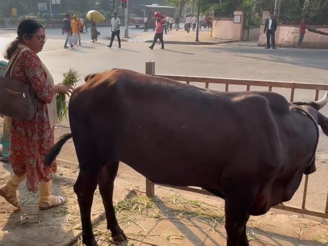 Feeding Cows Turns Into A Blessing For Suburban Women In Mumbai