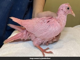 Pink Pigeon Rescued In New York, Possibly Dyed For Gender Reveal Party Pink Pigeon Rescued In New York, Possibly Dyed For Gender Reveal Party