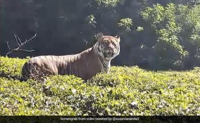 Video Of A Majestic Tiger Walking In Lush Green Tea Garden Leaves Internet In Awe