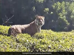 Video Of A Majestic Tiger Walking In Lush Green Tea Garden Leaves Internet In Awe Video Of A Majestic Tiger Walking In Lush Green Tea Garden Leaves Internet In Awe