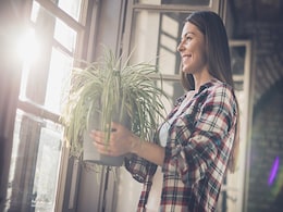 Vastu plants : घर में लगाएं स्पाइडर प्लांट, आएगी खुशियां और काम काज में होगी उन्नति Vastu plants : घर में लगाएं स्पाइडर प्लांट, आएगी खुशियां और काम काज में होगी उन्नति