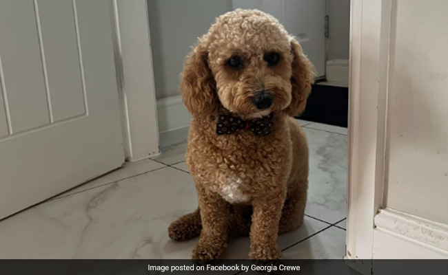 Missing Dog Takes A 161 km Taxi Ride After Disappearing On A Walk