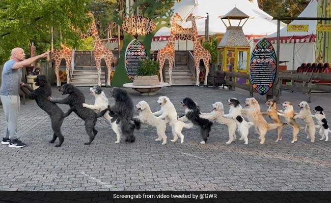 Watch: 14 Dogs Come Together To Set Guinness World Record For Conga