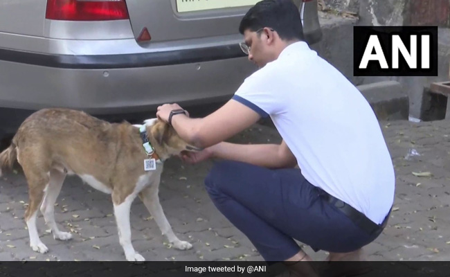 To Keep Track Of Dogs, Mumbai Engineer Develops Tags With QR Code