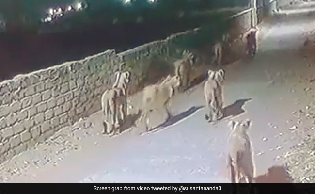 Watch: Lionesses Walk Down The Street Of Gujarat At Night