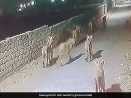 Watch: Lionesses Walk Down The Street Of Gujarat At Night Watch: Lionesses Walk Down The Street Of Gujarat At Night