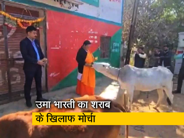 बीजेपी नेता उमा भारती ने शराब की दुकान के सामने बांधी गायें
