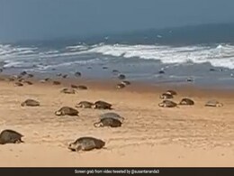 Watch: Olive Ridley Turtles On Odisha Beach For Annual Mass Nesting Watch: Olive Ridley Turtles On Odisha Beach For Annual Mass Nesting