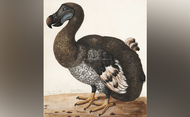Scientists Plan To Bring Back A Bird That's Been Extinct Since The 17th Century