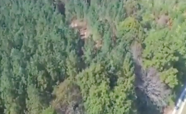 VIDEO: जंगल में झूमते नजर आए पेड़! हैरतअंगेज नजारा देख यूजर्स के उड़े होश